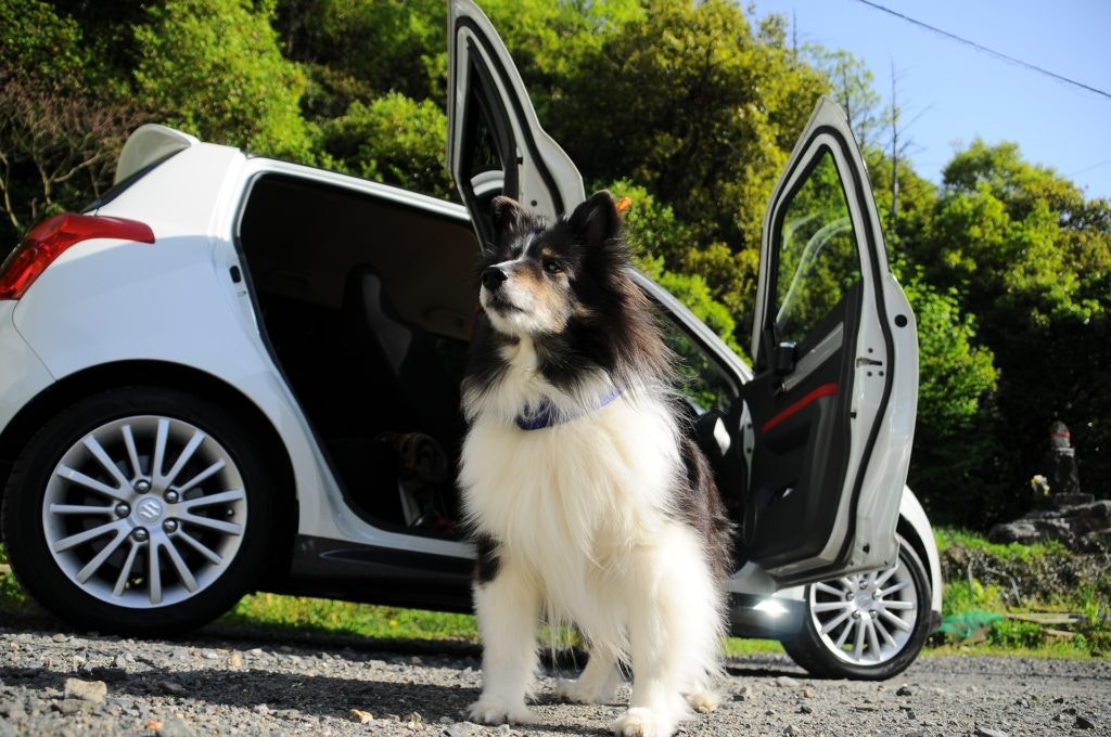 boot bars for dogs